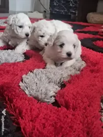 Pui de Bichon maltez