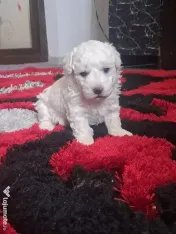 Pui de Bichon maltez 