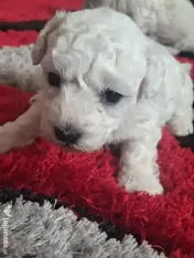 Pui de Bichon maltez 
