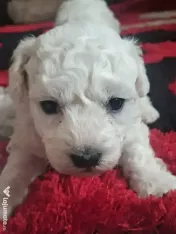 Pui de Bichon maltez 
