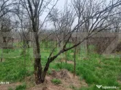 TEREN zona aer curat CASA si ANEXA 