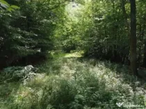 Vând pădure Moneasa