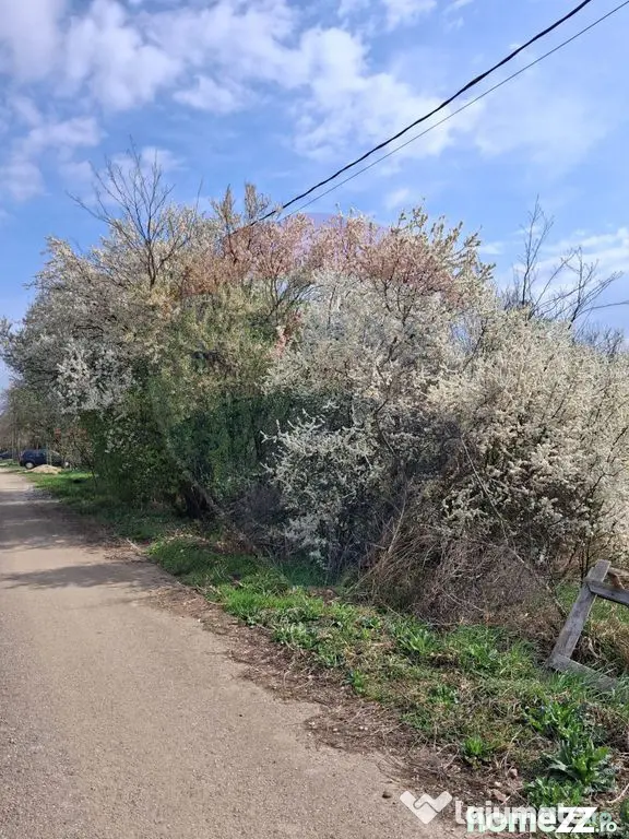 Teren 1,439mp Santaul Mare / Strada principala