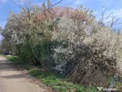 Teren 1,439mp Santaul Mare / Strada principala 