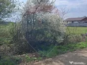 Teren 1,439mp Santaul Mare / Strada principala 