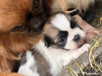 Caine fetita pechinez