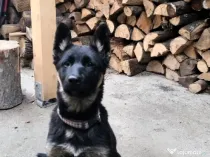 Pui Ciobănesc German