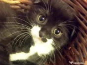 Puiuti adorabili Scottish Fold isi cauta Om 