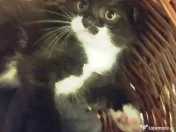 Puiuti adorabili Scottish Fold isi cauta Om 