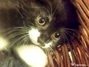 Puiuti adorabili Scottish Fold isi cauta Om 