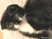 Puiuti adorabili Scottish Fold isi cauta Om 