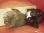 Puiuti adorabili Scottish Fold isi cauta Om 