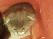 Puiuti adorabili Scottish Fold isi cauta Om 