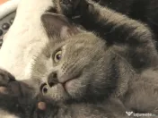 Puiuti adorabili Scottish Fold isi cauta Om 