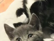 Puiuti adorabili Scottish Fold isi cauta Om 