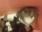 Puiuti adorabili Scottish Fold isi cauta Om 