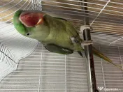 Vând papagal din rasa “Micul Alexander“