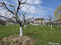 Teren Intravilan 2000 mp - Livadă de meri, Răucești, Neamt 