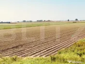 Teren arabil de vanzare, 30.000 mp - Bethausen 