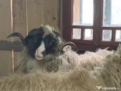 De vânzare Capre și Oi 