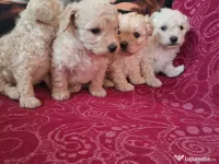 cățeluși caniche în vârstă de 2 luni 