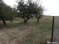 Teren intravilan Chicerea 