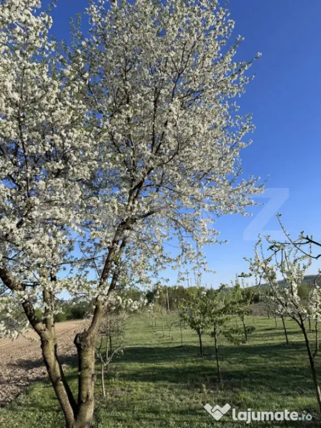 Casa 5 camere, 21 ari teren, zona Darmanesti