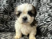 Cățeluși baiat Shih tzu 