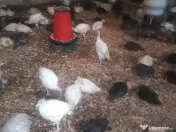 Pui de curcan 5kg curcani albi și bronzați 