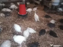 Pui de curcan 5kg curcani albi și bronzați