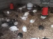 Pui de curcan 5kg curcani albi și bronzați 