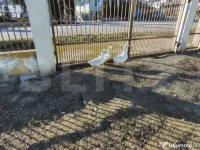 Teren 520 mp, in Comuna Mociu 