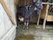 Capre cu iezi de vanzare 