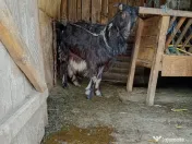 Capre cu iezi de vanzare 