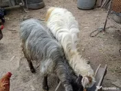 Capre cu iezi de vanzare 
