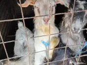 Capre cu iezi de vanzare 