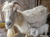 Capre cu iezi de vanzare 