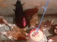 Găini și puicuțe ouătoare roșii, leghorn alb, italiene argintii 