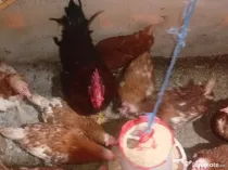 Găini și puicuțe ouătoare roșii, leghorn alb, italiene argintii
