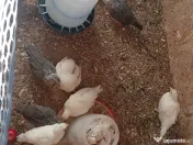 Găini și puicuțe ouătoare roșii, leghorn alb, italiene argintii 