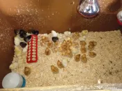 Găini și puicuțe ouătoare roșii, leghorn alb, italiene argintii 