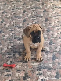 Femela Cane Corso, Pedigree FCI 