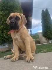 Femela Cane Corso, Pedigree FCI 