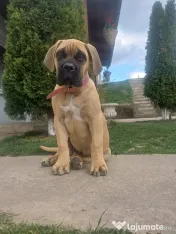 Femela Cane Corso, Pedigree FCI 
