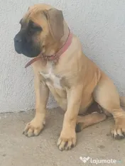 Femela Cane Corso, Pedigree FCI 
