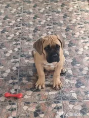 Femela Cane Corso, Pedigree FCI 