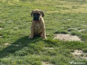 Femela Cane Corso, Pedigree FCI 