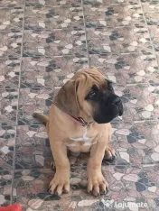 Femela Cane Corso, Pedigree FCI 