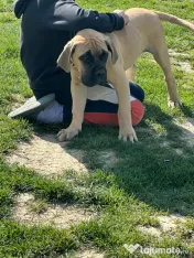 Femela Cane Corso, Pedigree FCI 