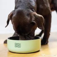 Bol Turcoaz Mat BRAUBRAU pentru Câini și Pisici 